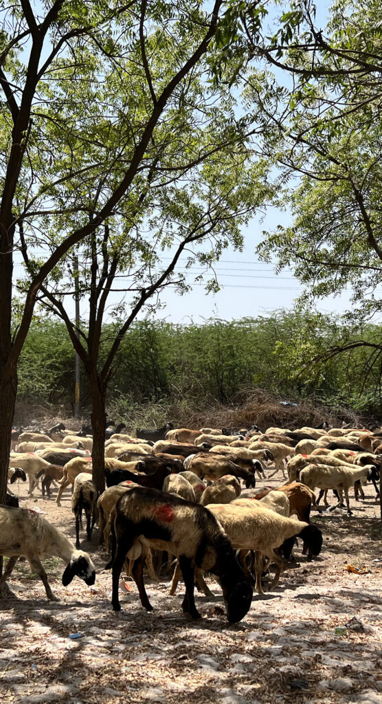 Artisan Life at Kutch